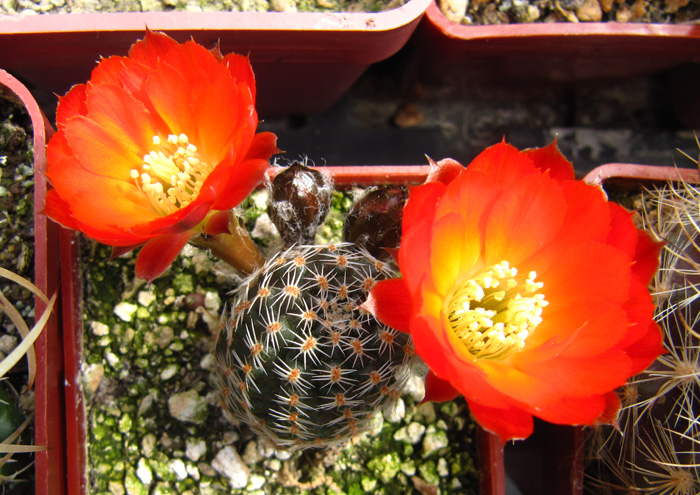 Rebutia gracilispina